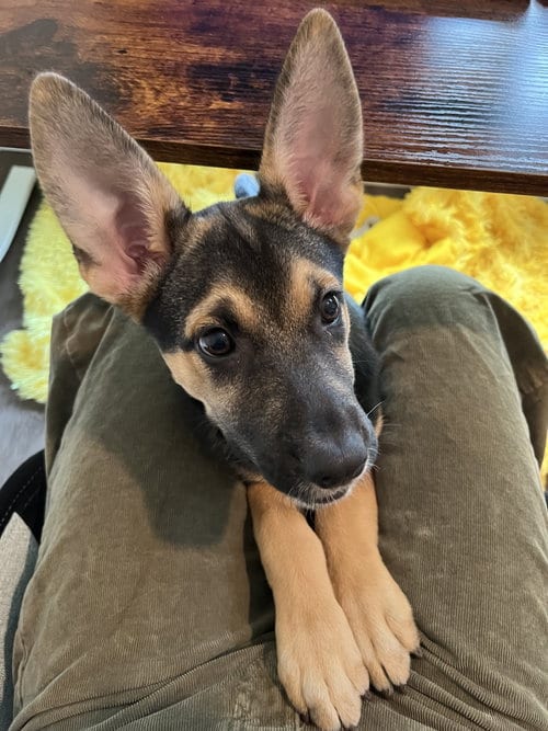 Photo of Johana, adoptable Shepherd in Seattle, Washington