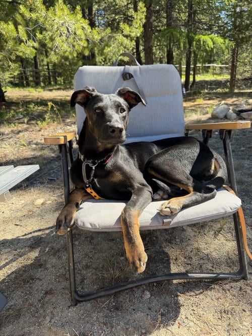 Photo of Matilda, adoptable Doberman Pinscher in Seattle, Washington
