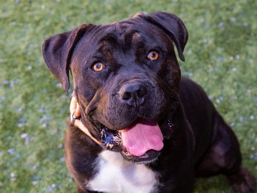 Photo of Cannoli, adoptable Mastiff in Moreno Valley, California