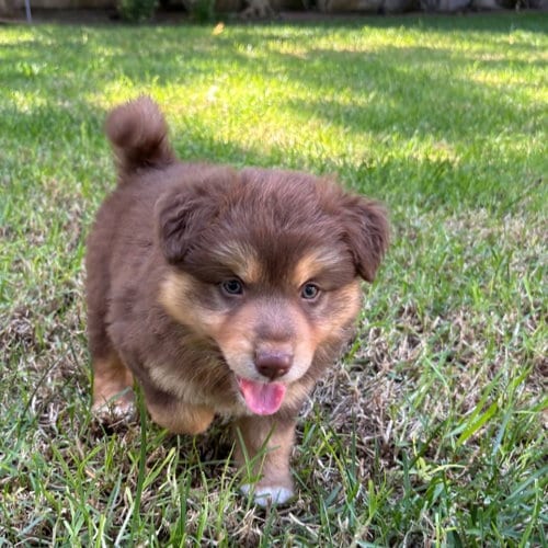 Photo of Augusta, adoptable Unknown breed in Rancho Santa Fe, California