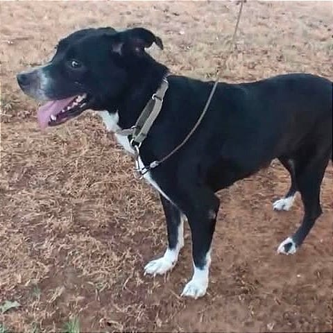 Photo of Dutchess, adoptable Collie, Border / Mix in Weatherford, Texas