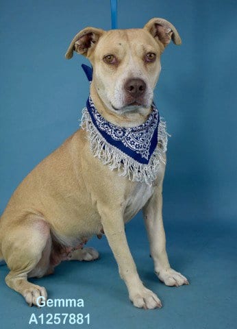 Photo of Gemma, adoptable Pit Bull Terrier in Bakersfield, California