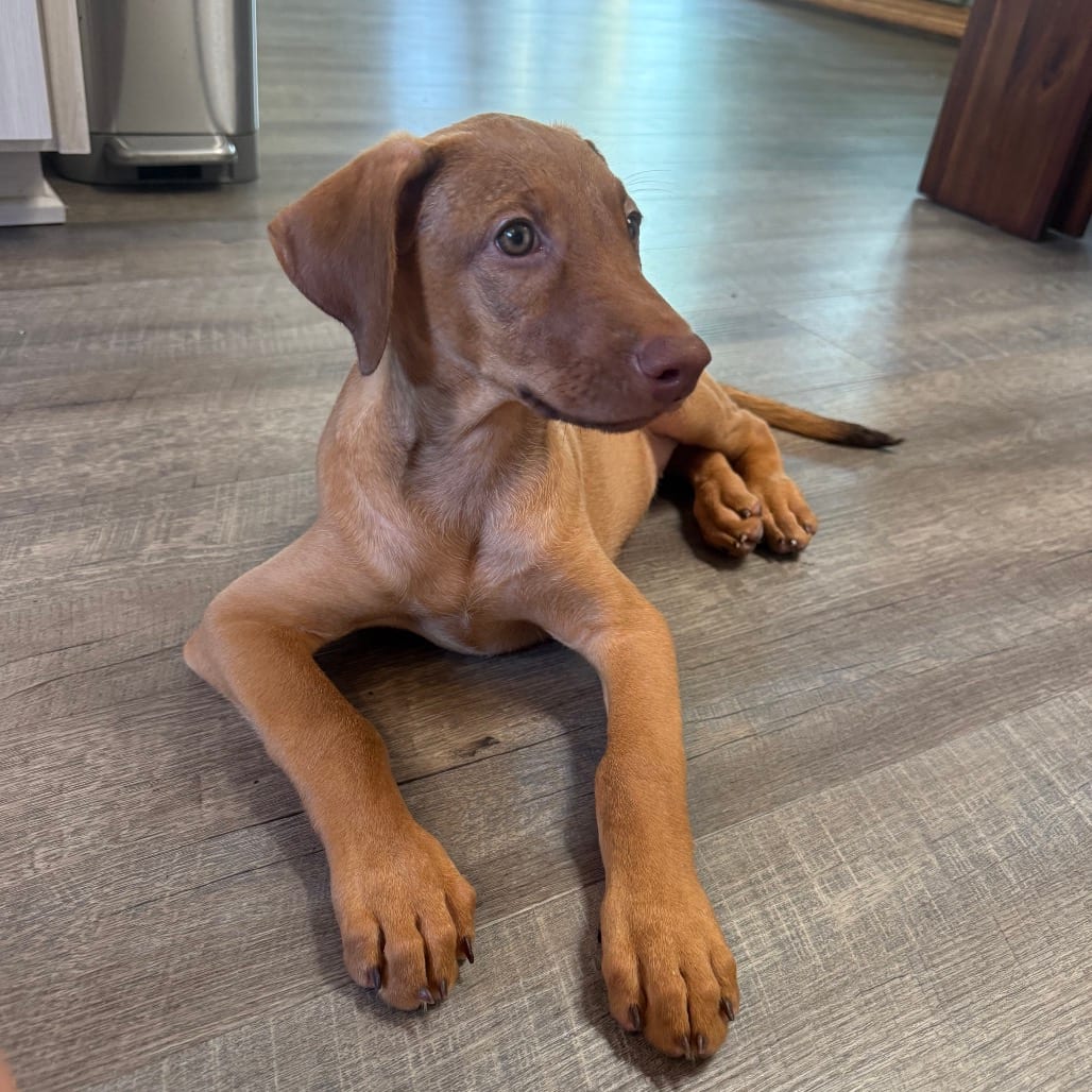 Photo of London, adoptable Pinscher, Doberman / Mixed Breed (Medium) in Oceanside, California