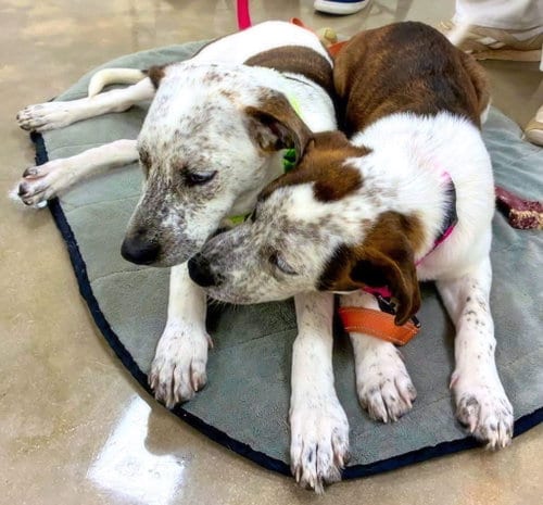 Photo of Confetti, adoptable Pointer in Alexander, Arkansas
