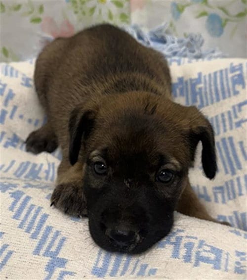 Photo of Bashful, adoptable Australian Cattle Dog/Blue Heeler in Rosenberg, Texas