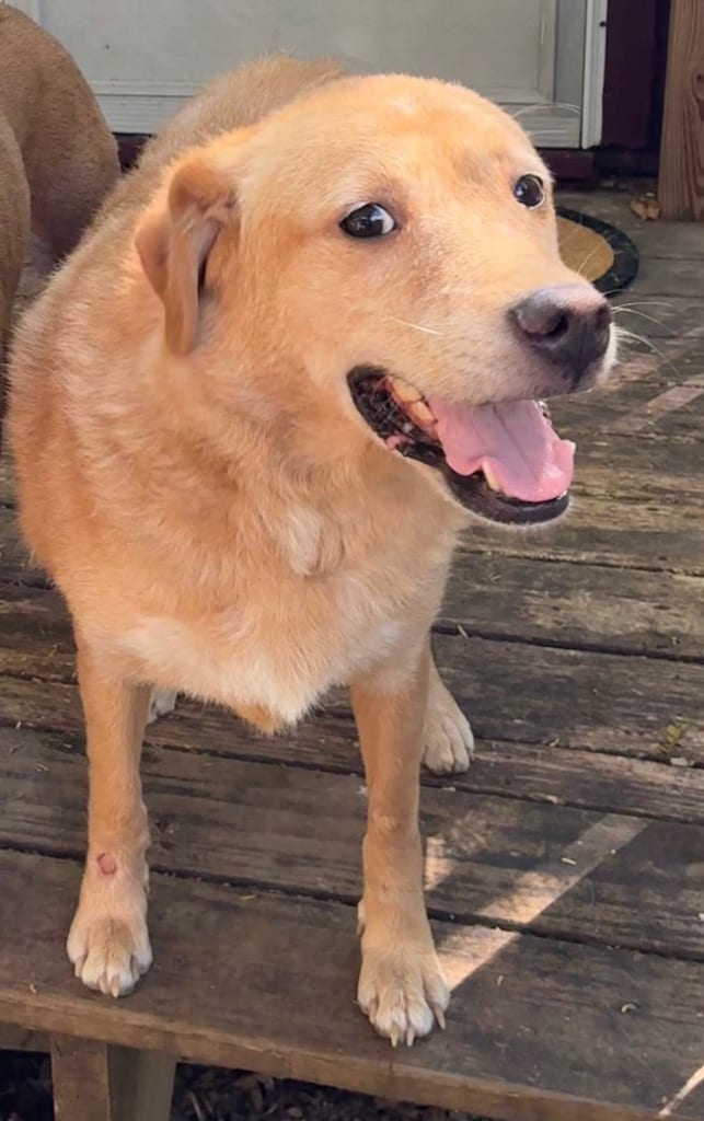 Photo of Lexie - EOD 9/5, adoptable Mixed Breed in Chickamauga, Georgia