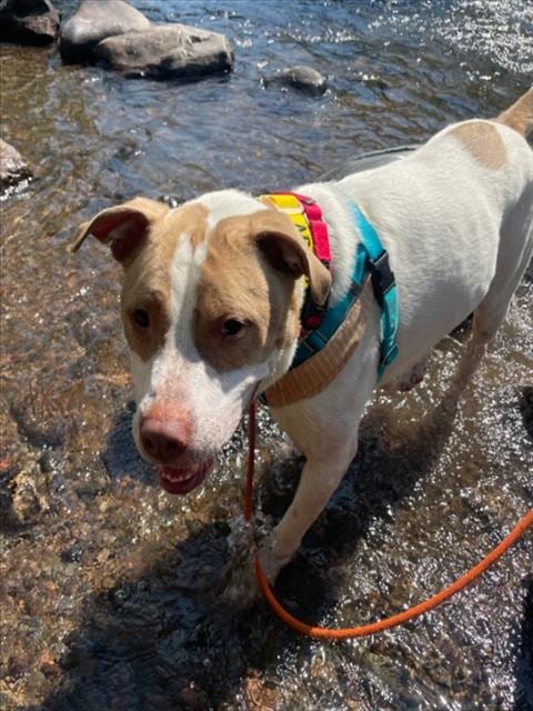 Photo of Diesel, adoptable Pit Bull Terrier in Brighton, Colorado