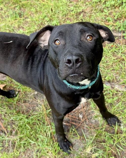 Photo of Friesian, adoptable Labrador Retriever in Fort Walton Beach, Florida