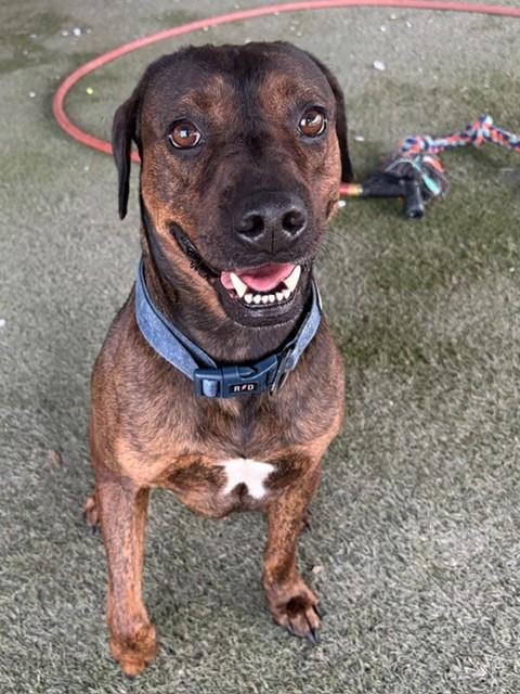 Photo of Bob, adoptable Terrier in Miami, Florida