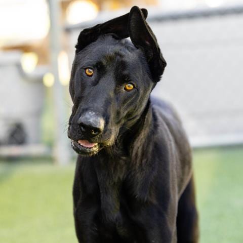 Photo of Buki, adoptable Labrador Retriever in Camarillo, California
