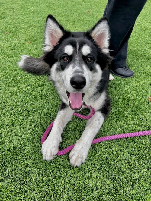 Photo of Shadow, adoptable Siberian Husky in Salinas, California