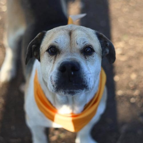 Photo of Maximus, adoptable Labrador Retriever in San Antonio, Texas