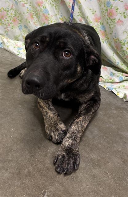 Photo of Batman, adoptable German Shepherd Dog in Rosenberg, Texas