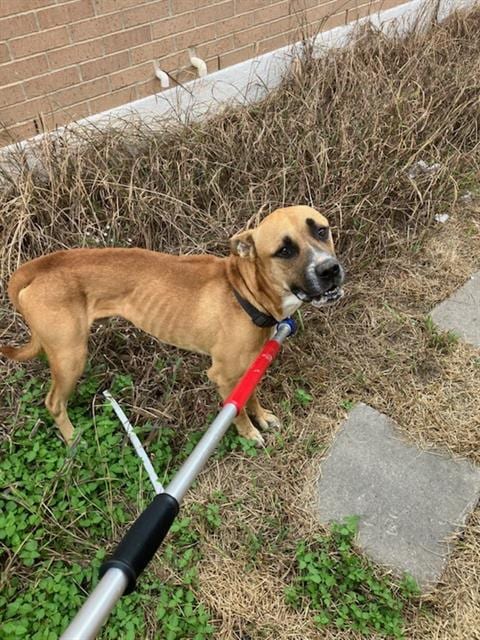 Photo of Kiko, adoptable Black Mouth Cur in Dallas, Texas