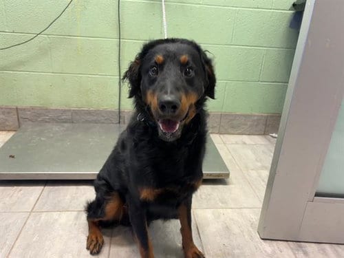 Photo of Fabio, adoptable Rottweiler in Grand Prairie, Texas