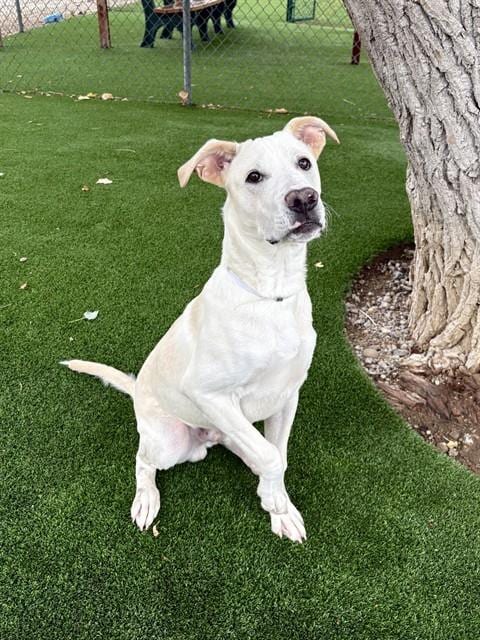 Photo of Robin, adoptable Siberian Husky in Castaic, California