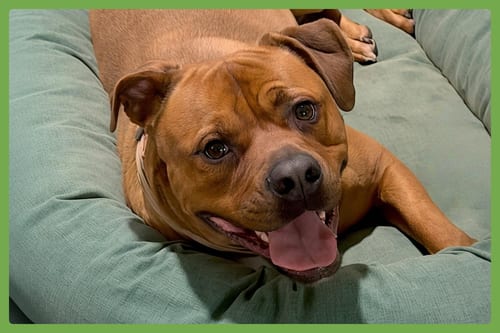 Photo of Buck, adoptable Rottweiler in Amherst, Massachusetts