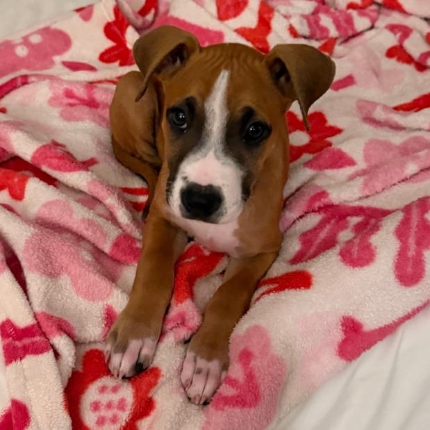 Photo of Brioche, adoptable Boxer / Terrier, Pit Bull in Oceanside, California