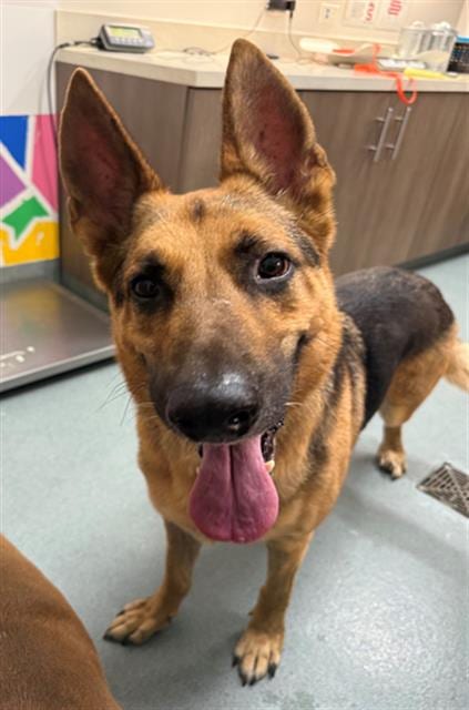 Photo of Aiko, adoptable German Shepherd Dog in Baytown, Texas