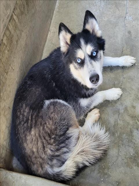 Photo of Mario, adoptable Husky in Los Angeles, California