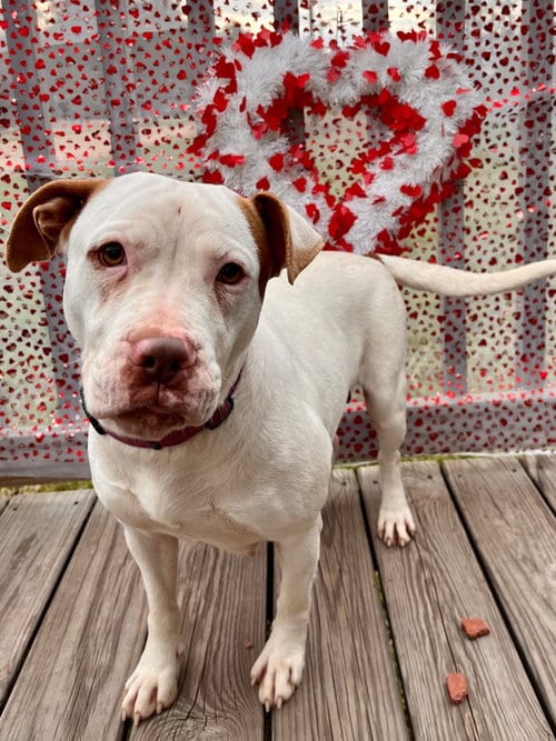 Photo of Sasha, adoptable Terrier in Sheridan, Texas