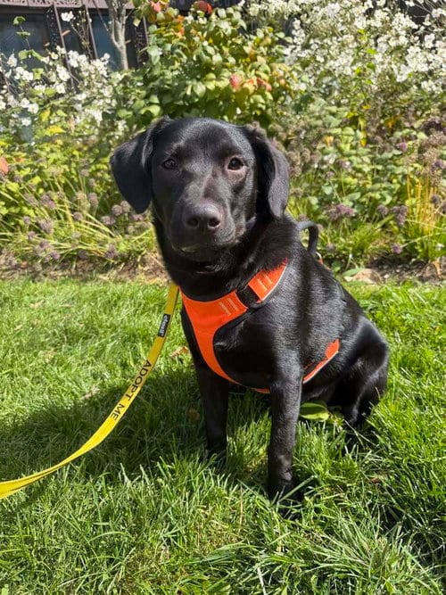 Photo of Poppy (AL), adoptable Labrador Retriever in New York, New York
