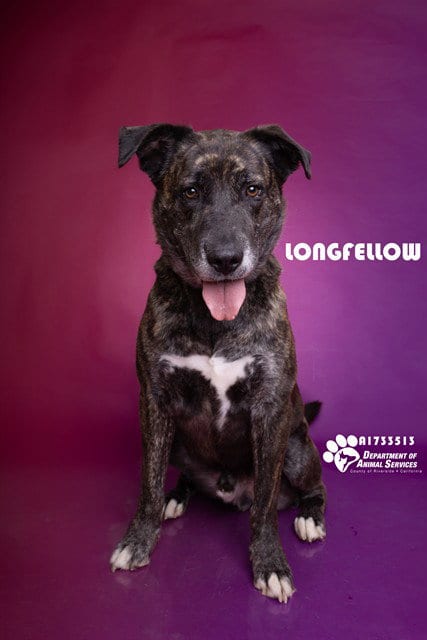Photo of Longfellow, adoptable Pit Bull Terrier in Riverside, California