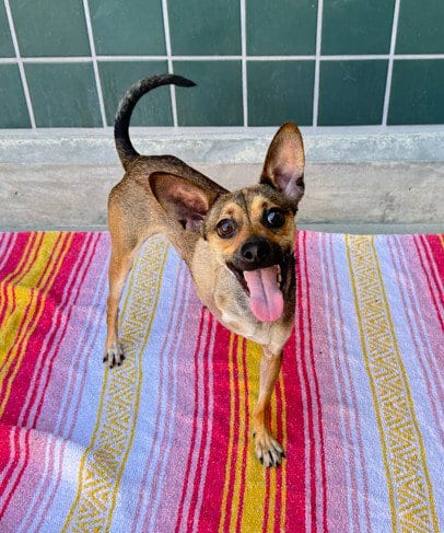 Photo of Gibble, adoptable Chihuahua in Rancho Cucamonga, California