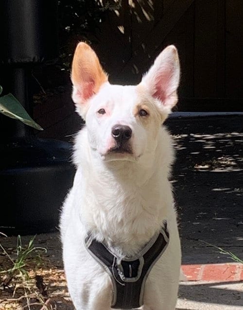 Photo of Jasper, adoptable Jack Russell Terrier in Dana Point, California