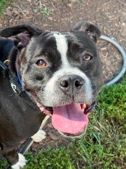 Photo of Desdemona, adoptable dog in Baltimore, Maryland