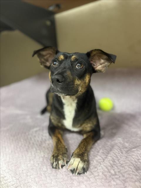 Photo of Bessie, adoptable Chihuahua in Mobile, Alabama