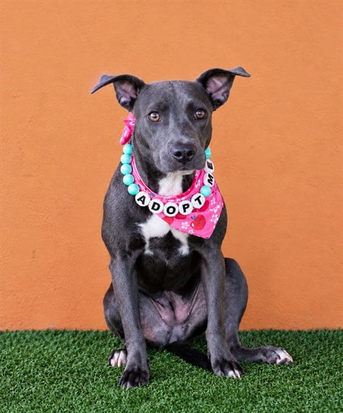 Photo of Martha, adoptable American Pit Bull Terrier in Miami, Florida