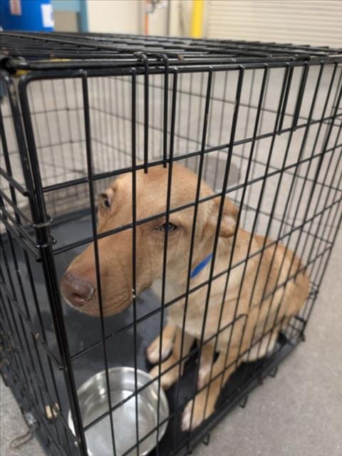 Photo of Goldpaws, adoptable Australian Kelpie in Las Vegas, Nevada