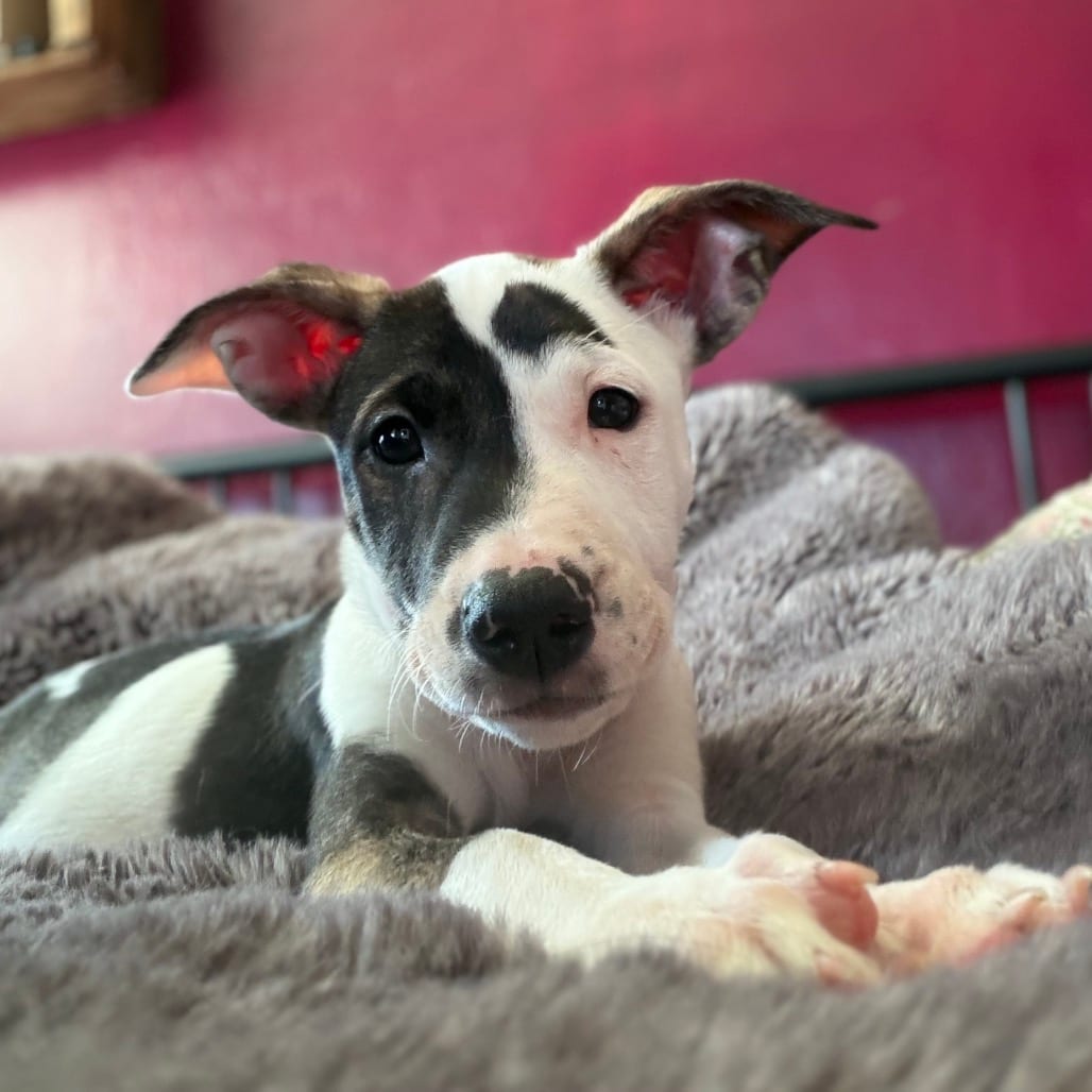 Photo of Denali, adoptable Mixed Breed (Medium) in San Francisco, California