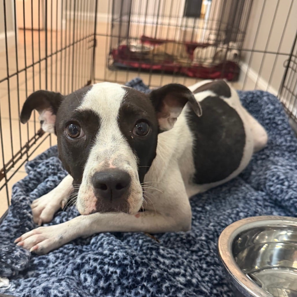 Photo of Mila, adoptable Terrier, Pit Bull / Mixed Breed (Medium) in Starkville, Mississippi