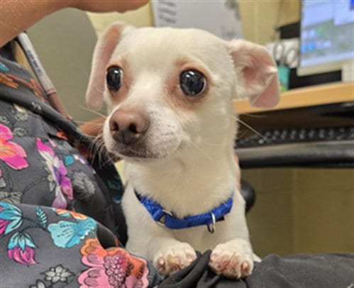 Photo of LI, adoptable Chihuahua in Denver, Colorado