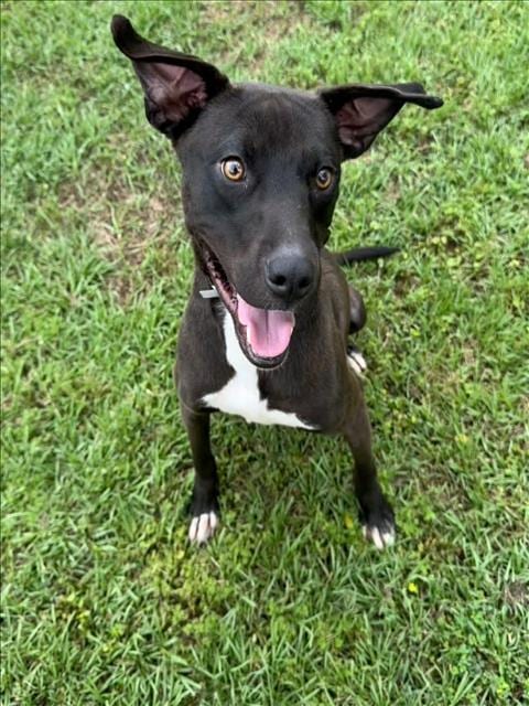 Photo of Ghost, adoptable Pit Bull Terrier in Conroe, Texas