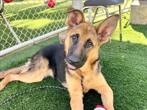 Photo of Bugs, adoptable German Shepherd Dog in San Pedro, California