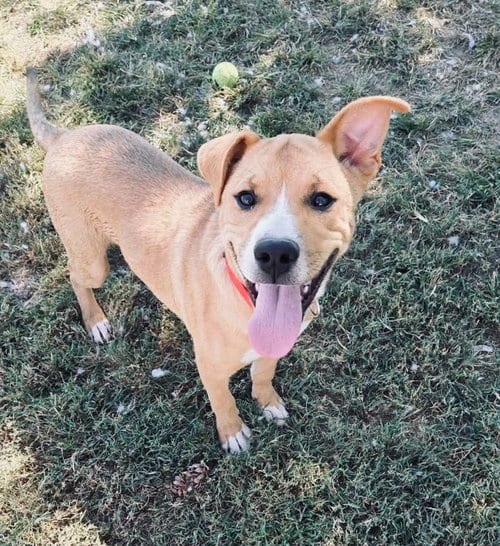 Photo of Harrison, adoptable Terrier in Evansville, Indiana