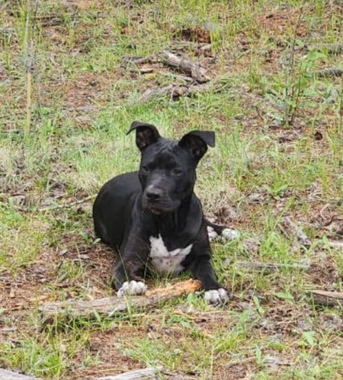 Photo of Cosmo, adoptable Boxer in Chandler, Arizona