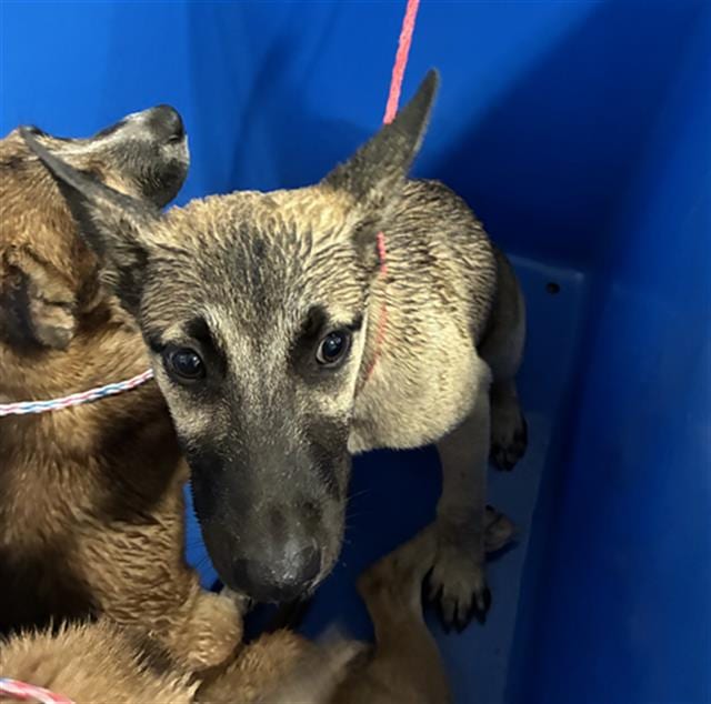 Photo of Clove, adoptable Mixed Breed