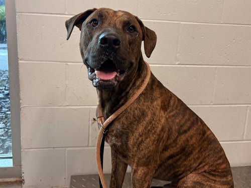 Photo of Percy, adoptable Plott Hound in Tavares, Florida