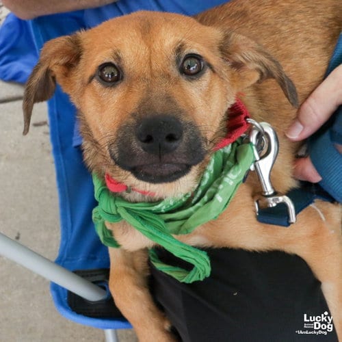 Photo of Daria, adoptable Labrador Retriever in Washington, District of Columbia