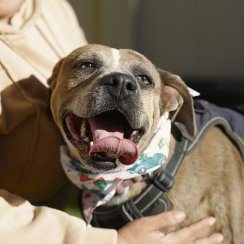 Photo of Frida, adoptable American Staffordshire Terrier in San Antonio, Texas