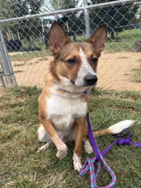 Photo of Draco, adoptable Australian Cattle Dog/Blue Heeler in Derwood, Maryland