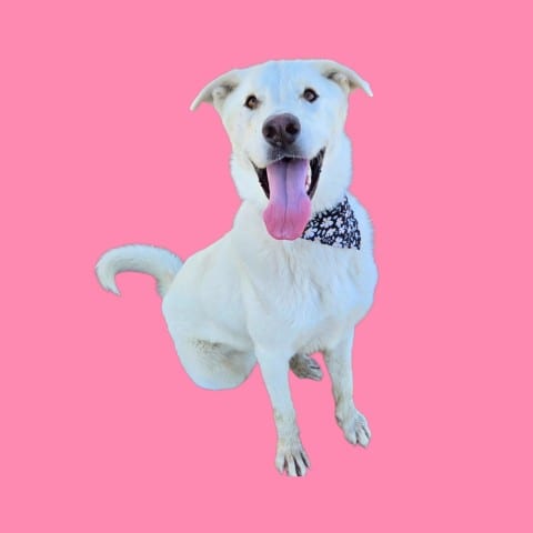 Photo of Icee, adoptable German Shepherd Dog in Bakersfield, California