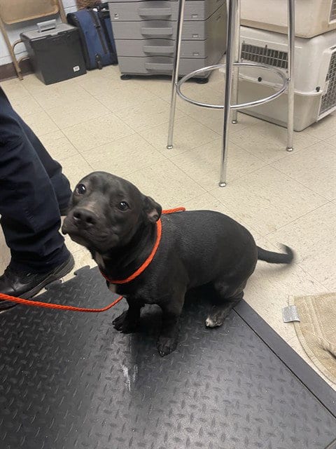 Photo of Bodhi, adoptable Pit Bull Terrier in Stockton, California