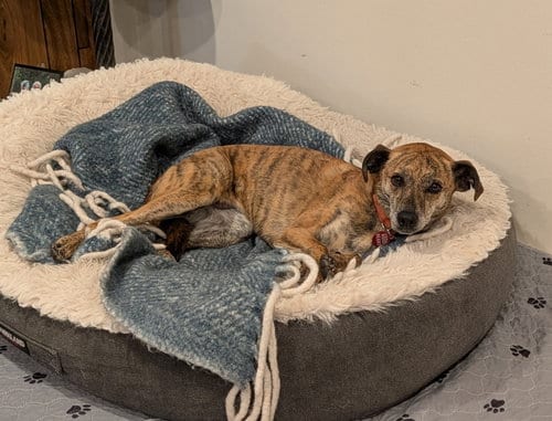 Photo of Rosie #10, adoptable Unknown breed in Aurora, Colorado
