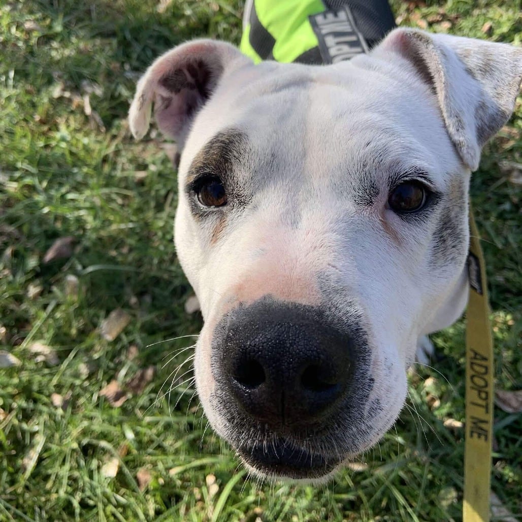Photo of Moon, adoptable Terrier, Pit Bull in Pineville, Missouri
