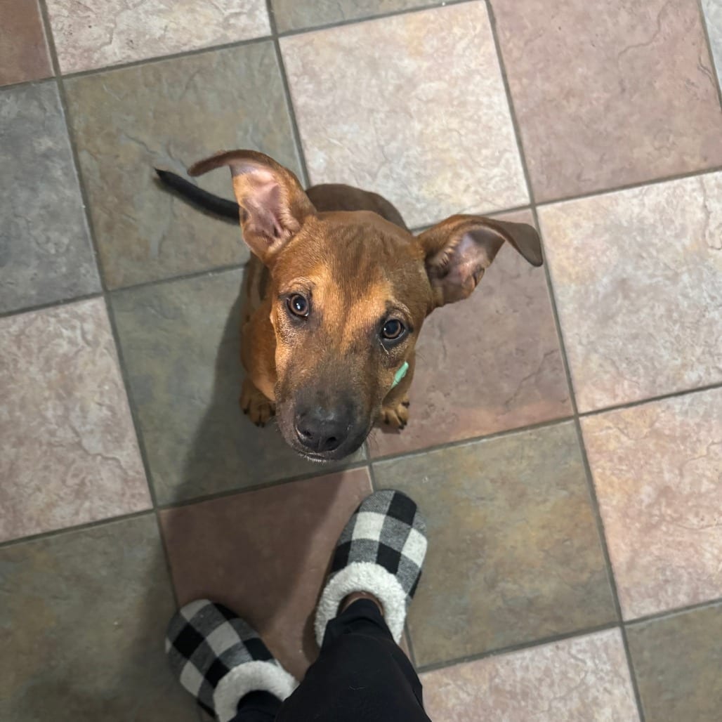 Photo of Horseshoe (Lucky Charm Pup), adoptable Mixed Breed (Medium) in St. Louis, Missouri